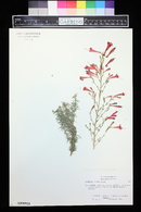 Epilobium canum image