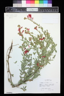 Epilobium canum image