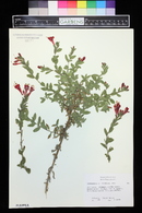 Epilobium canum image