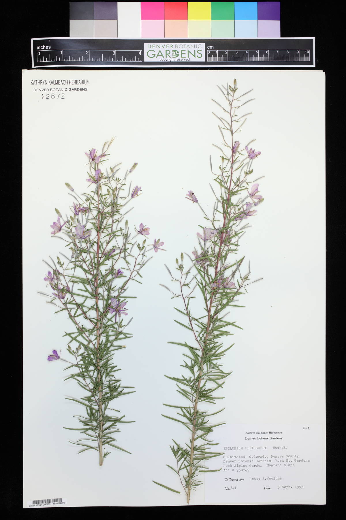 Epilobium fleischeri image
