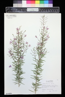 Epilobium fleischeri image