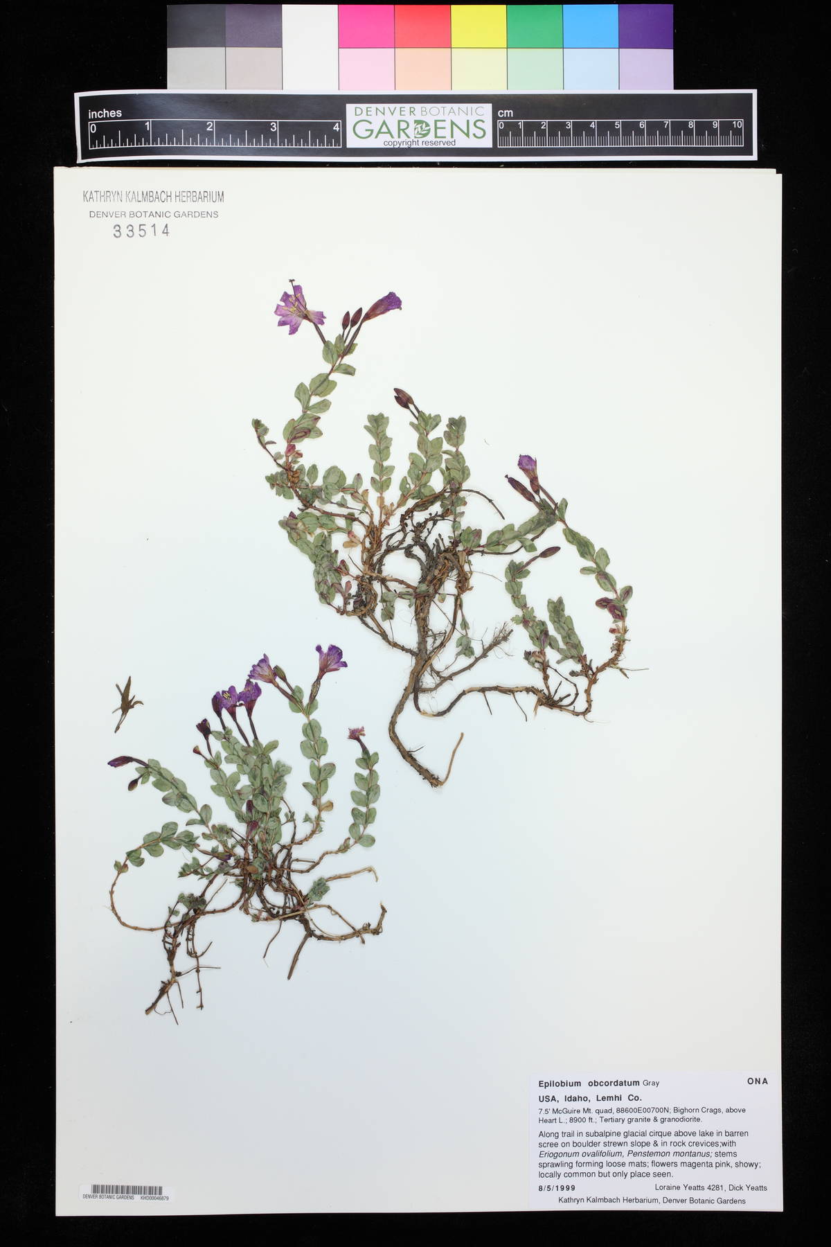 Epilobium obcordatum image