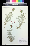 Zauschneria septentrionalis image