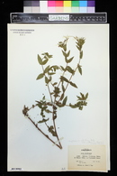 Epilobium ciliatum subsp. watsonii image