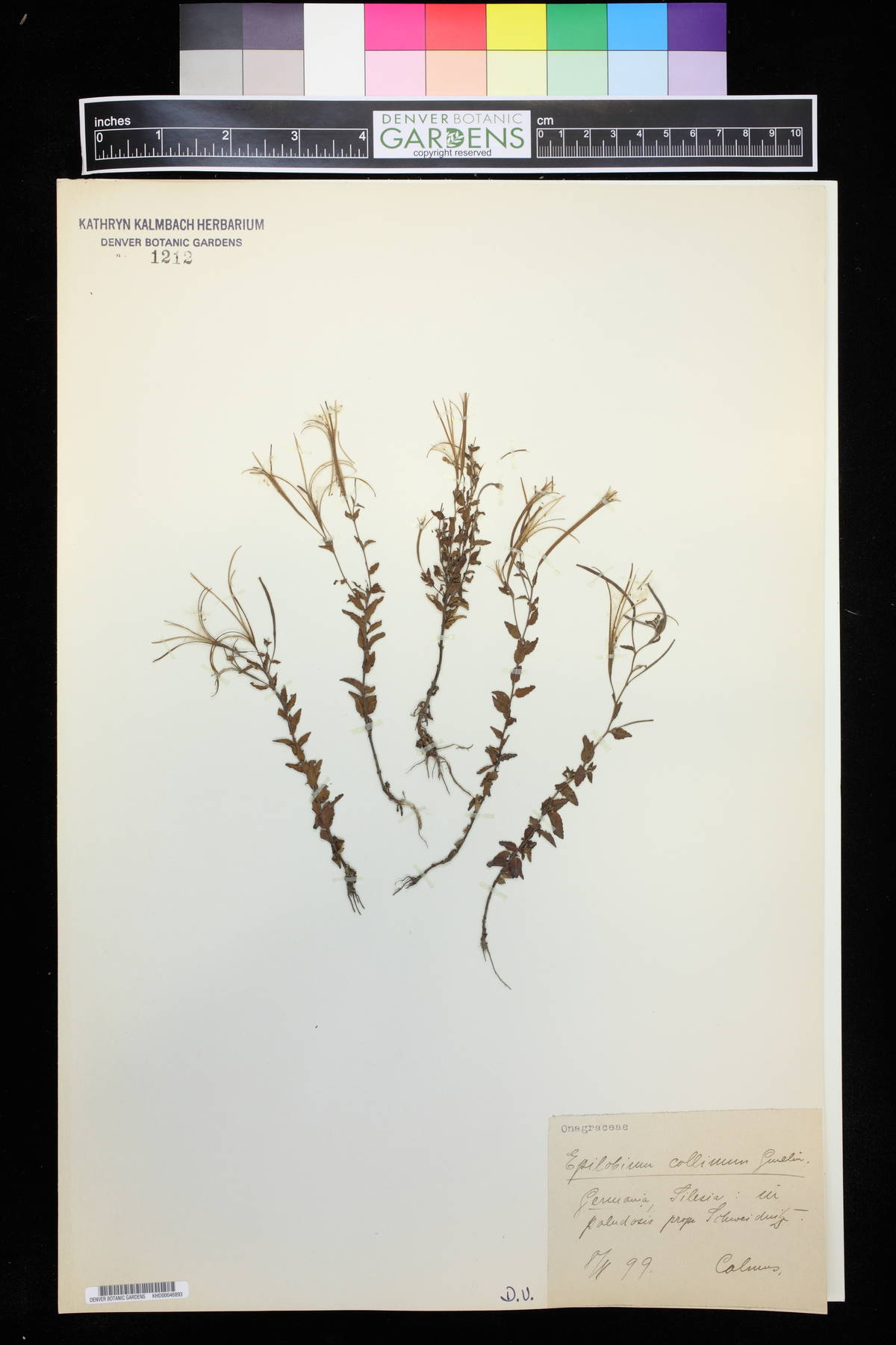 Epilobium collinum image