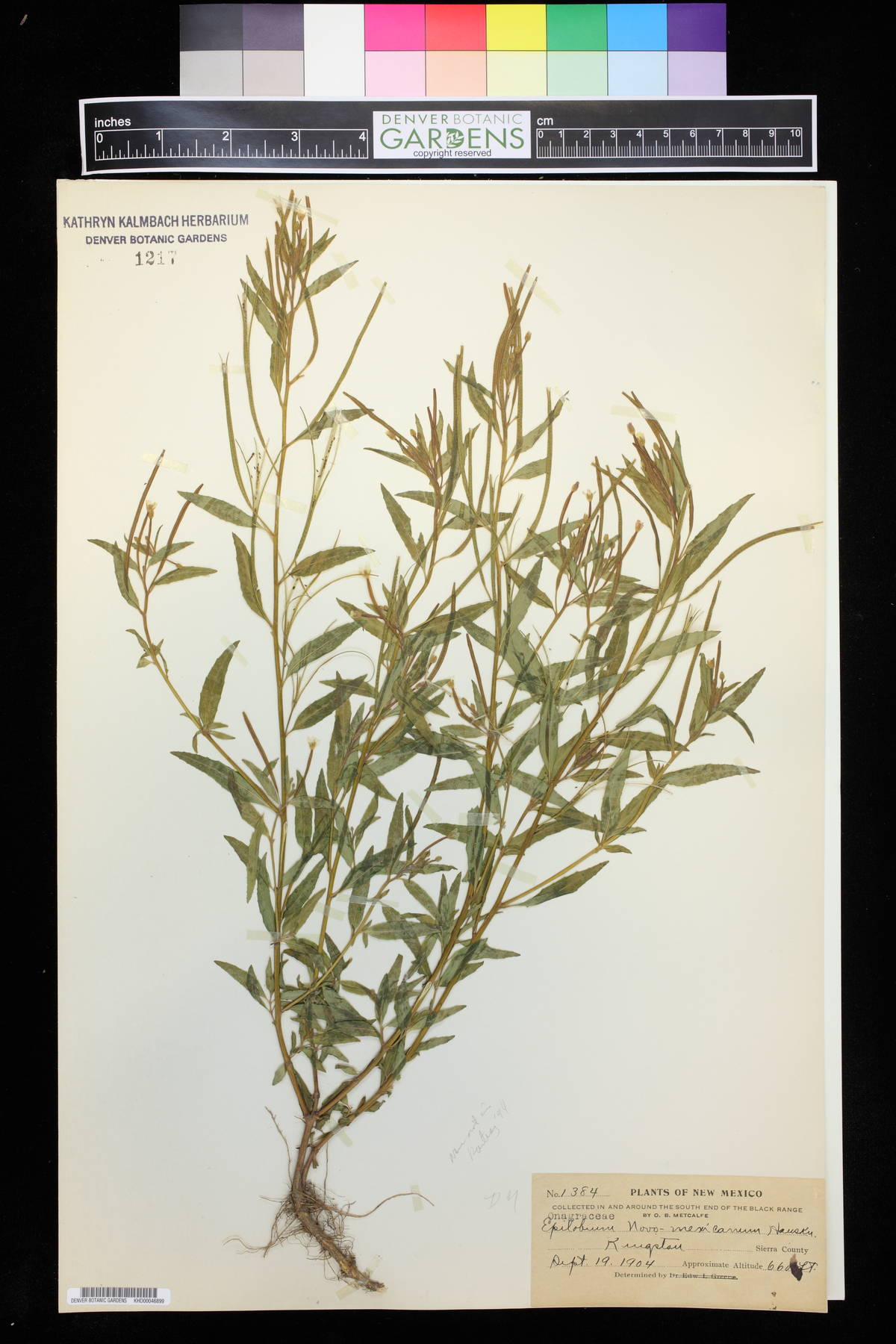 Epilobium novo-mexicanum image