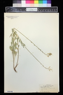 Oenothera suffulta image