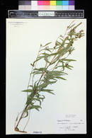 Ludwigia alternifolia image