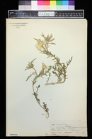 Oenothera albicaulis image