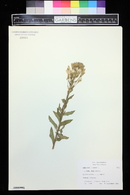 Oenothera biennis image