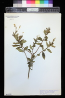 Oenothera biennis image