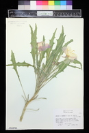 Oenothera cespitosa image