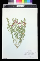 Oenothera canescens image