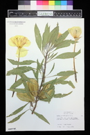 Oenothera macrocarpa image