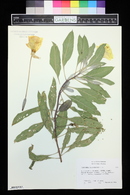 Oenothera macrocarpa image