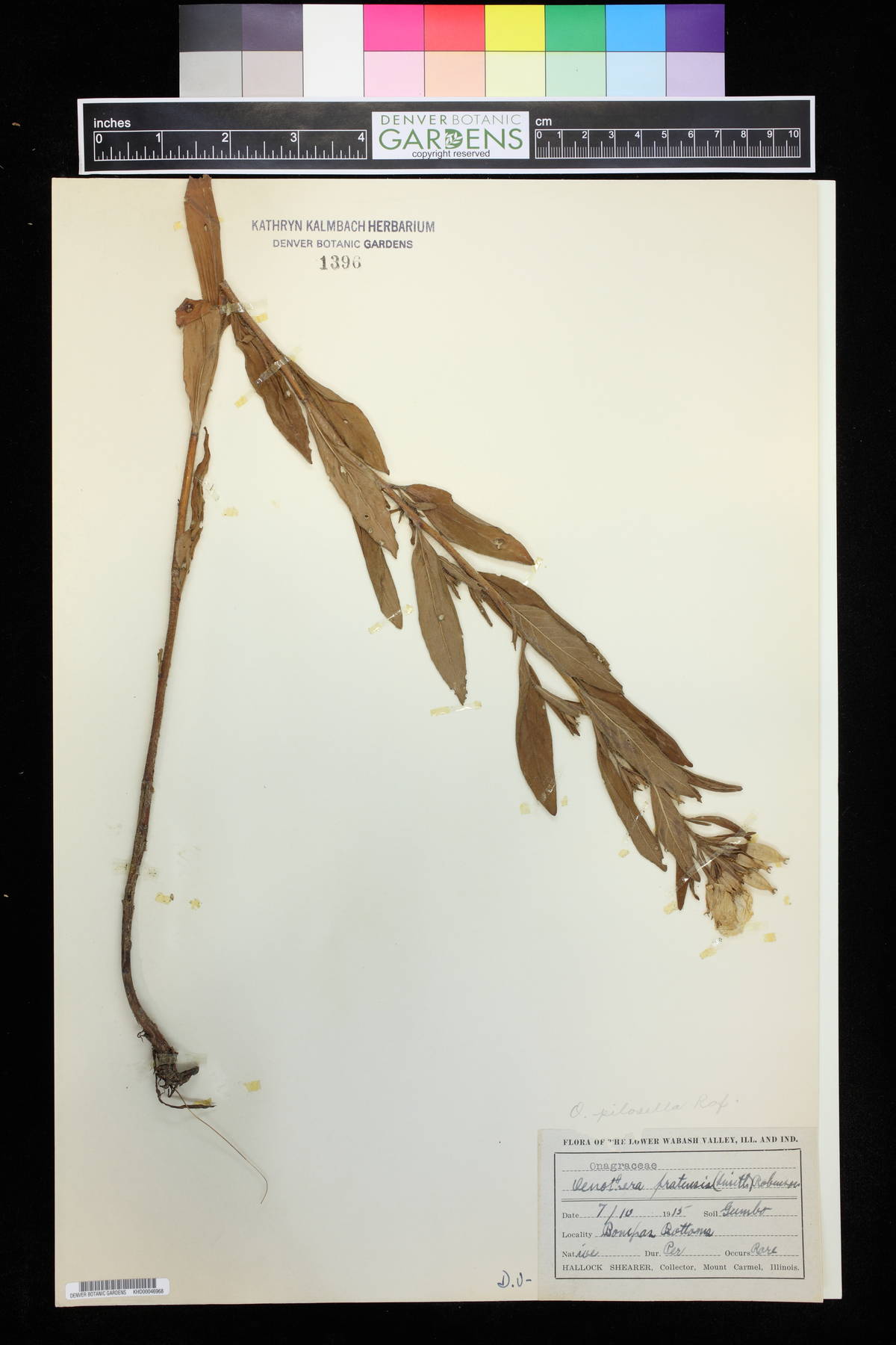 Oenothera pratensis image