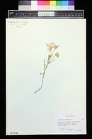 Oenothera albicaulis image