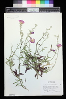 Oenothera berlandieri image