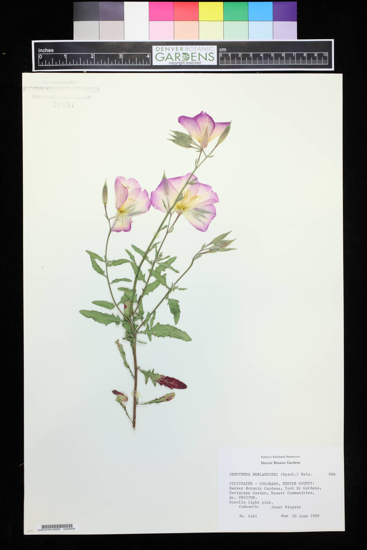 Oenothera berlandieri image