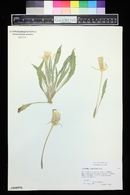 Oenothera cespitosa image