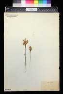 Arethusa bulbosa image