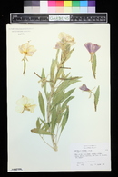 Oenothera pallida image