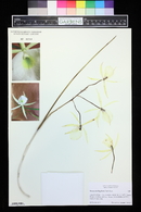 Brassavola flagellaris image
