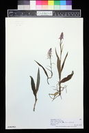 Dactylorhiza maculata subsp. fuchsii image