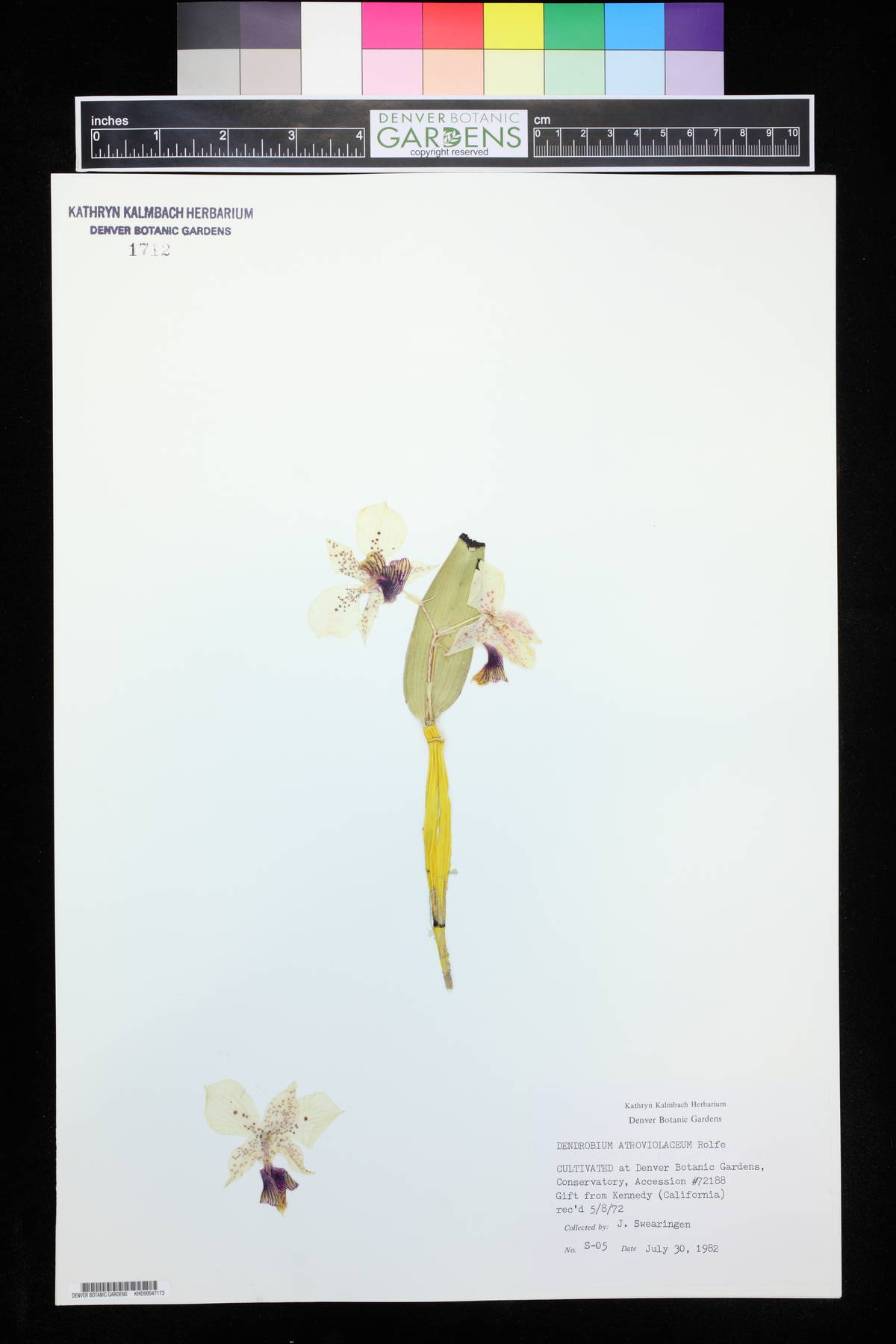 Dendrobium atroviolaceum image