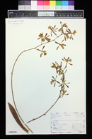 Encyclia alata image