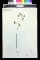 Encyclia diota image