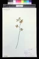 Encyclia diota image