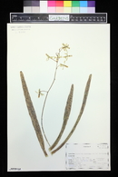 Encyclia mooreana image