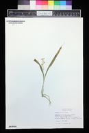 Encyclia ochracea image