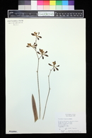 Encyclia alata subsp. parviflora image