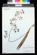 Encyclia alata image