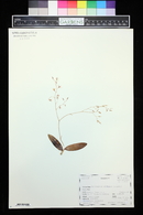 Epidendrum diffusum image