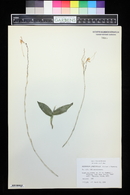 Epidendrum longipetalum image