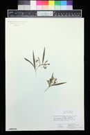 Epidendrum propinquum image