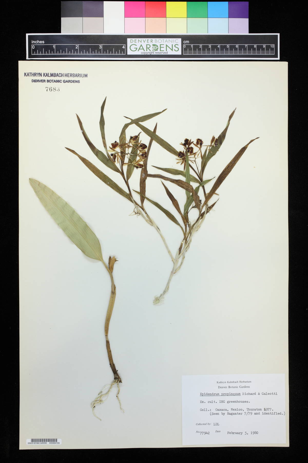 Epidendrum propinquum image