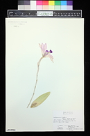 Laelia anceps image