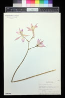 Laelia autumnalis image