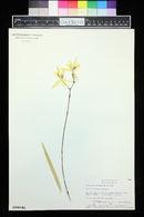 Laelia albida image