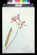 Laelia gouldiana image