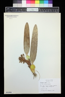 Maxillaria densa image