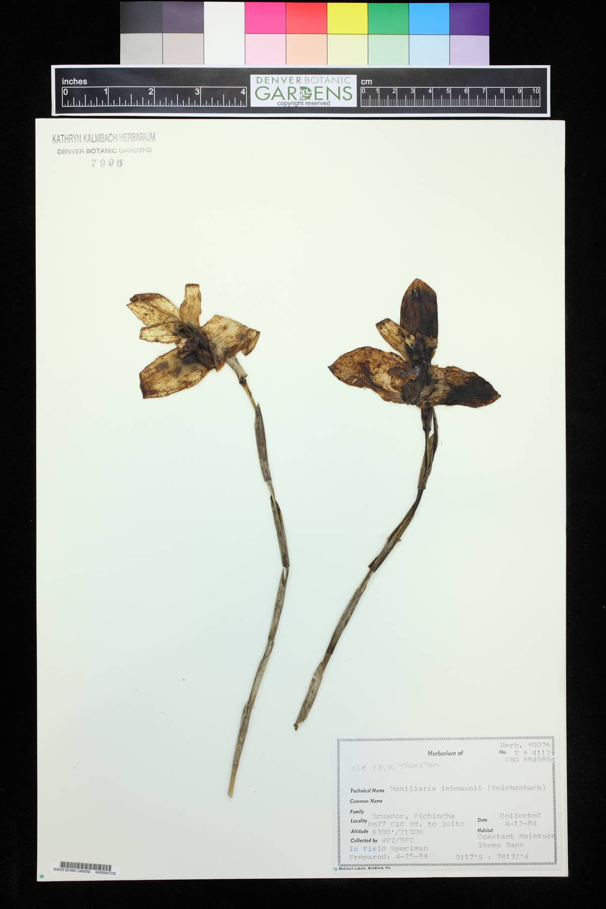 Maxillaria lehmannii image