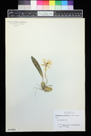 Odontoglossum cervantesii image