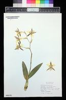 Odontoglossum maculatum image