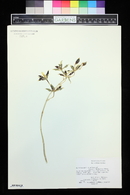 Oncidium maculatum image