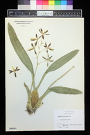 Oncidium maculatum image